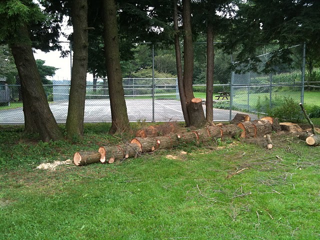 One of Two Felled Hemlocks